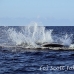 whale_humpback_sb_h_2574_dom2631.jpg